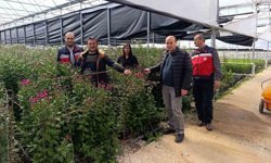 Simav'daki seralarda domatese alternatif kesme çiçek üretimi