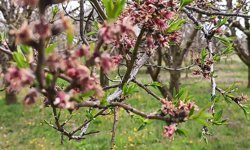 Sultandağı'nda kayısı ve erikleri don vurdu, kiraz kurtuldu