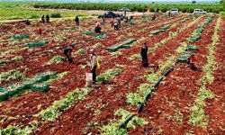 Turfanda patateste hasat başladı