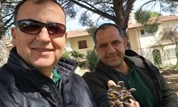 Türkiye çam balı üretiminde dünya birincisi