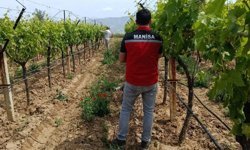 Bağlarda hasat öncesi pestisit denetimi başladı