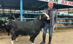 Bursa'daki kurban pazarının şampiyon keçisi 47 bin liradan satıldı