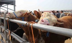 Çorum'da hayvan pazarında Kurban Bayramı haraketliliği başladı