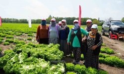 Iğdır'da sezonun ilk hasadı marulla başladı