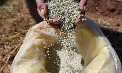 Kale Biberi fideleri toprakla buluştu