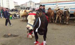 Kars'ta kurban pazarı hareketlendi: 700 kiloluk süslenmiş düve ilgi odağı oldu