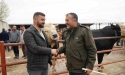 Kastamonu'da Kurban Bayramı hareketliliği: 850 kilogramlık tosun 340 bin liraya alıcı buldu