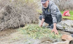 Malatya'da yemlik otuna yoğun ilgi