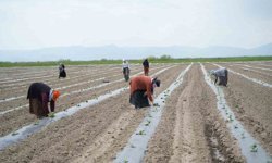 Muş'ta aromasıyla öne çıkan karpuzun ekimine başlandı