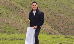 Muş'ta 'Yayla muzu' mesaisi başladı