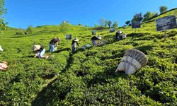 Rize'de çay sezonu karşılama programı düzenlendi