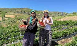 Salihli'de gönüllü gençler çilek hasadı yaptı