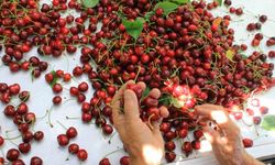 ABD ve Avrupa kirazda bu aromayı özellikle istiyor
