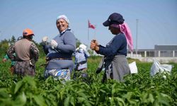 Edirne'de 35 derecede acı biber hasadı başladı
