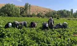 Fasulyede hasat maratonu başladı