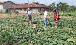 Tavşanlı'da tarım arazileri ve seralarda hastalık kontrolleri sürüyor