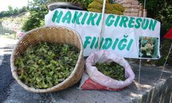Yeni sezonun ilk fındığı tezgahlarda: Yeşil kabuklu fındığın kilosu 200 TL