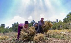 Atalık tohum desteğiyle nohut üretimi yeniden canlanıyor