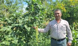 Börülce üreticisinin yüzü gülüyor