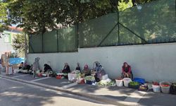 Boyu küçüldükçe fiyatı artıyor