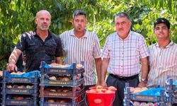 Gülaven şeftalisinin hasadı başladı