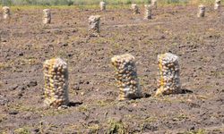 Patates üretiminde Türkiye'nin lokomotiflerinden Sandıklı'da hasat dönemi başladı