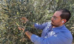 Zeytin hasadı bu yıl 20 gün erken başlayabilir