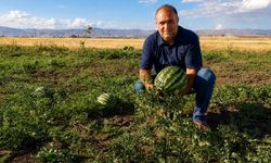 Ağrı'nın verimli tarlalarında yetişen kavun ve karpuzlar tezgâhlara hazırlanıyor
