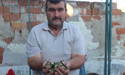 Burhaniye'de kınalı bamya ilgi gördü
