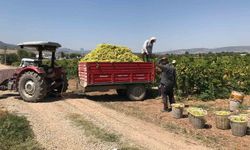 Güneyli üzüm üreticilerinden alıcılara fiyat tepkisi