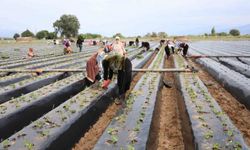 Aydın'da çilek üreticisi yeni sezon dikimlerine başladı