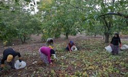 Aydın'da dağlardaki kestane hasadı sona erdi