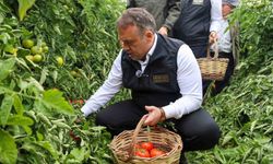 Bilecik'te sofralık ve salçalık domates mesaisi