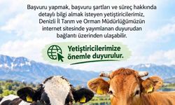 Denizli'de 2027 yılı besilik sığır ithalatı başvuruları başladı