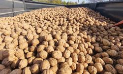Edirne'de 400 ton ceviz rekoltesi bekleniyor: Üreticiler ürün kalitesi ve verimden memnun