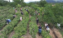 Gül çiçeği taban fiyatı 95 lira olarak belirlendi