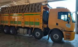 Kastamonu'da fındık üreticisinden 100 tonun üzerinde fındık aldı