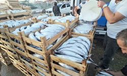 Kastamonu'da palamut bereketi: Kiloluk palamutlar 40 TL'ye satılıyor