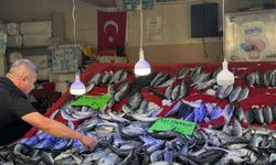 Türkeli'de palamut bereketi: Fiyatı düştü, yüzler güldü