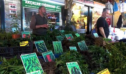 Hem ekonomik hem de organik...Fide tezgahları hareketlendi