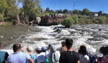 Uçan balıkların göçüne yoğun ilgi