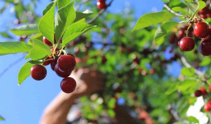 Meyvedeki düşüş tarım işçilerini de kara kara düşündürüyor