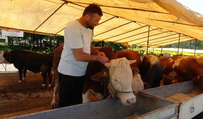 Ülke genelinde tüm hayvan pazarları kapatıldı