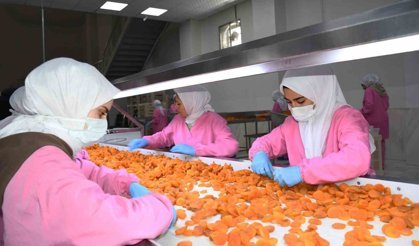 Malatya'da kuru kayısıda 11 ayda 275 milyon dolar gelir elde edildi