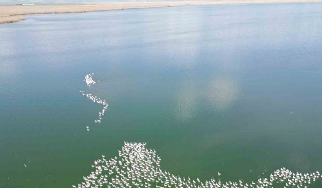Flamingolar doğanın bahara uyanışını müjdeledi