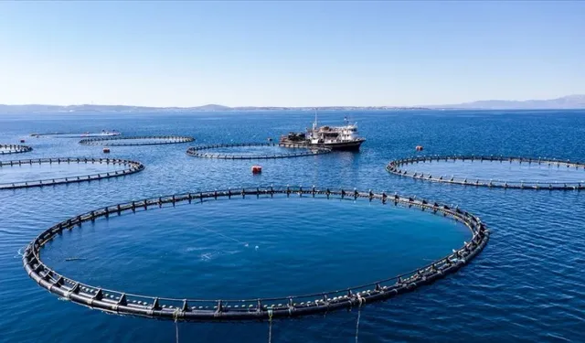 Su ürünleri üretimi 2024 yılında yüzde 7,6 azaldı