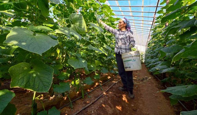 Mersin'de hıyar fidesi desteği Aydıncık'ta hasada dönüştü