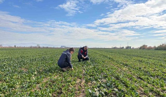 Salihli'de kışlık sebzelerde hastalık ve zararlılara karşı kontroller sürüyor