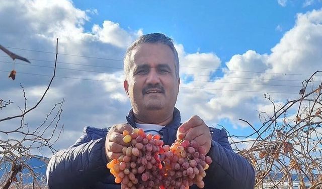 Soğuğa dayanıklı kazancı yüksek