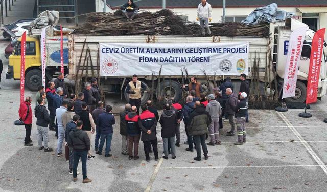 Türkiye'nin ceviz başkenti Denizli'de ceviz fidanı dağıtımı başladı